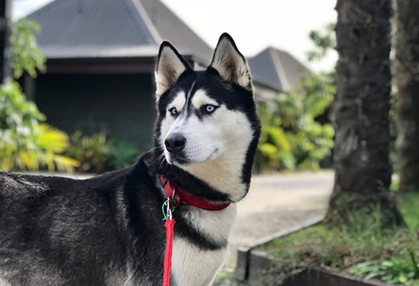 Pacific Harbour Villas