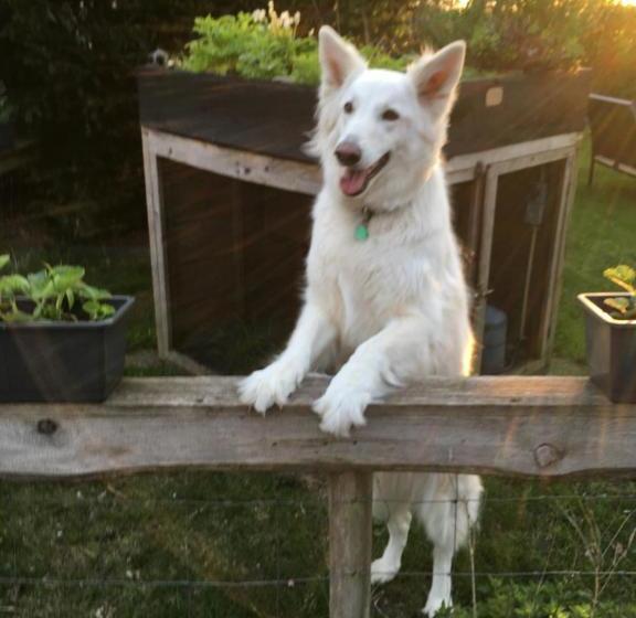 Bed & Breakfast Ter Borg