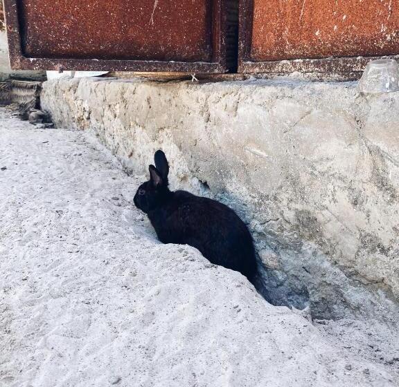 ベッドアンドブレックファースト Malaika House Paje