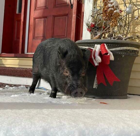 צימר Manoir Alegria