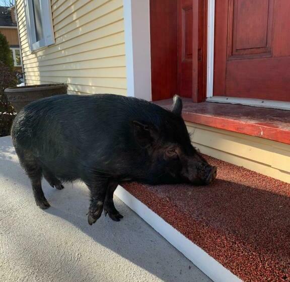 צימר Manoir Alegria