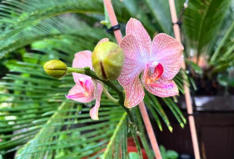 پانسیون Healthystudio512 Apartments