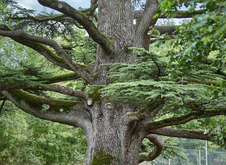 膳宿费 La Loge Du Grand Cèdre, Chambre D'hôtes Socosy