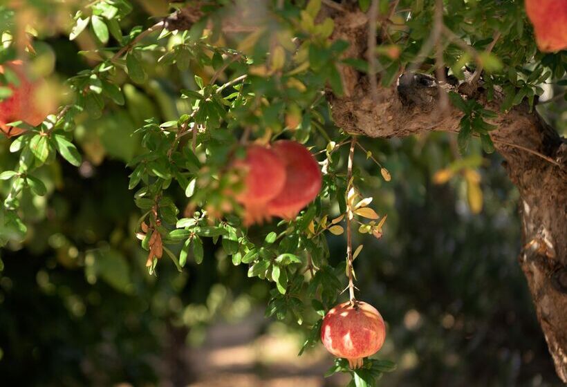 Курорт Asterias Village