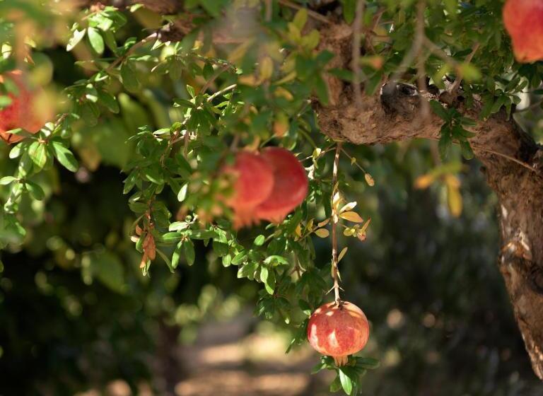 Курорт Asterias Village