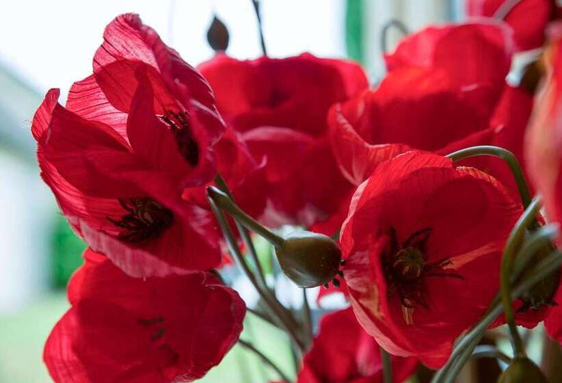 ホテル Hôtel Restaurant Les Coquelicots, The Originals Relais