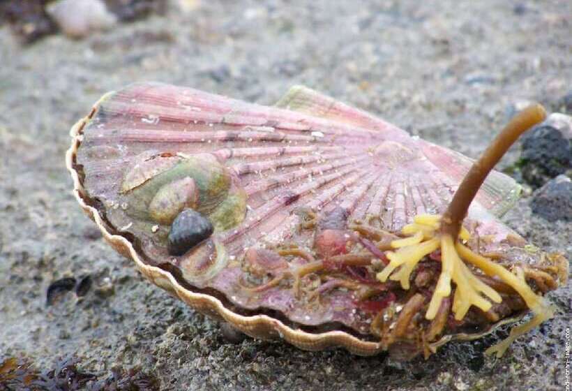 酒店 Ibis Bayeux Port En Bessin