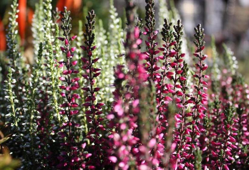 Отель La Pineta