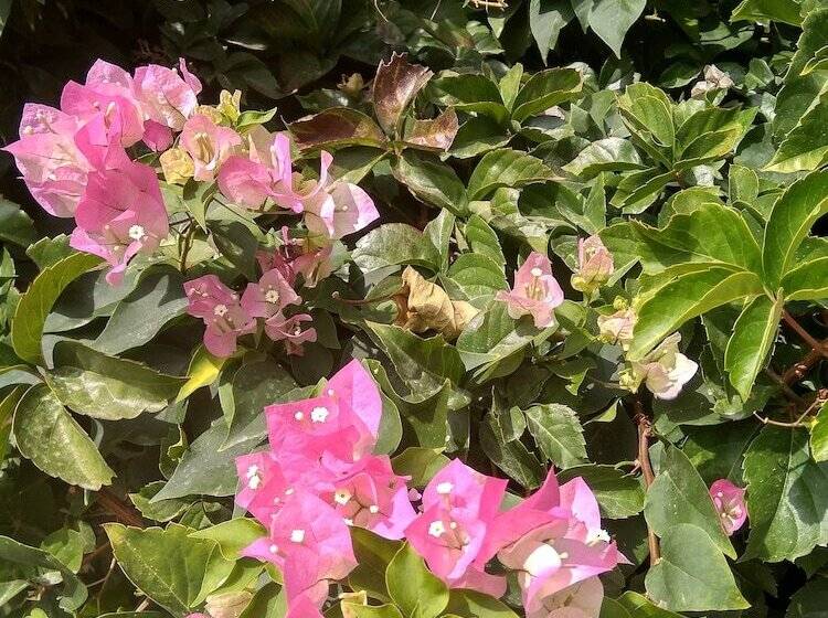 ホテル Panorama Genadi