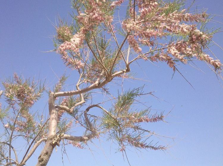 Mary Hotel & Mary Royal Suites