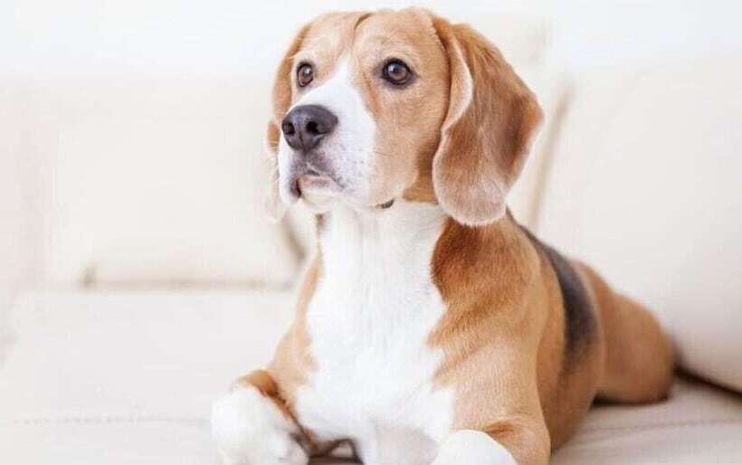 Antique Apartments Plac Szczepański