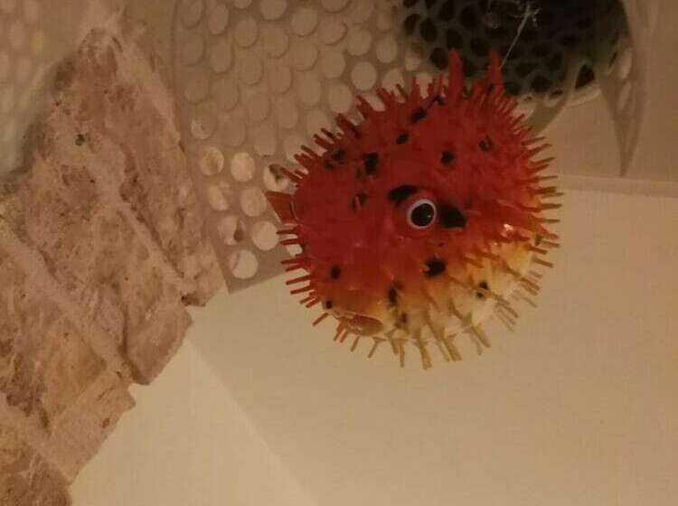 בית מלון כפרי De La Pinède