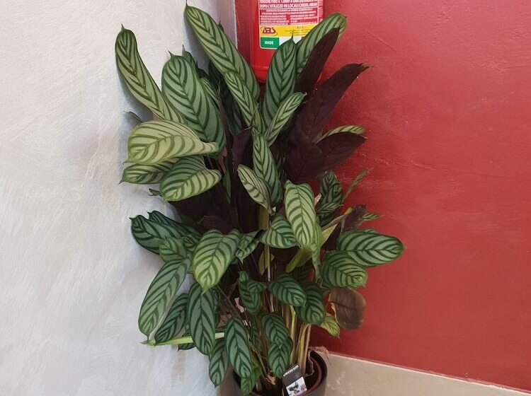 בית מלון כפרי Locanda Salieri