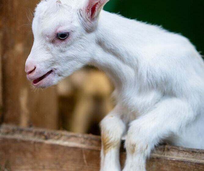 فندق Vvf Bleriotplage