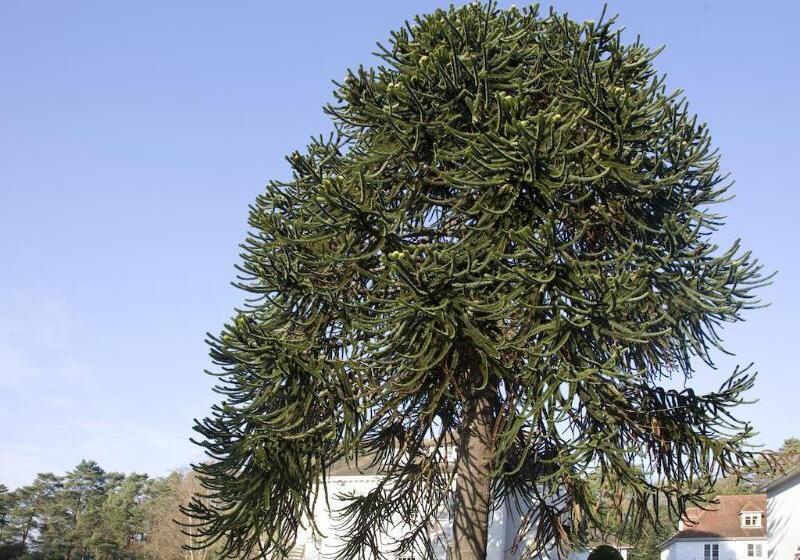 בית מלון כפרי Gorse Hill