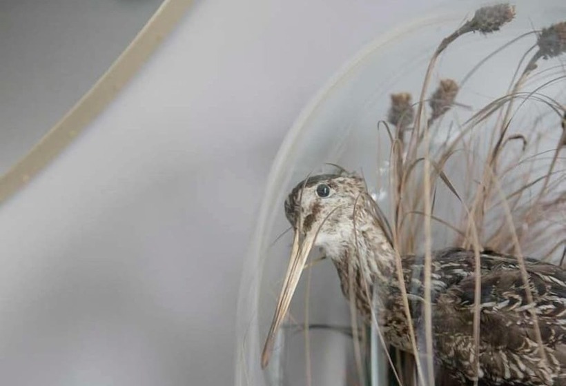 בית מלון כפרי Pembroke Hall