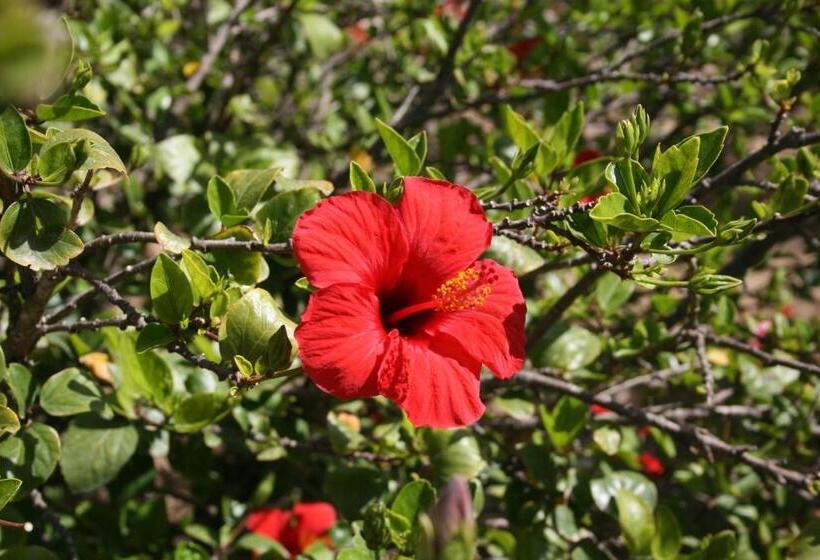 ホテル Residence Punta Longa