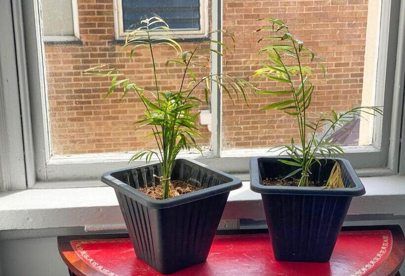 בית מלון כפרי The Broadway