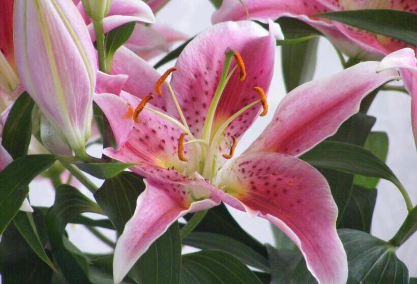 בית מלון כפרי The Old Lodge