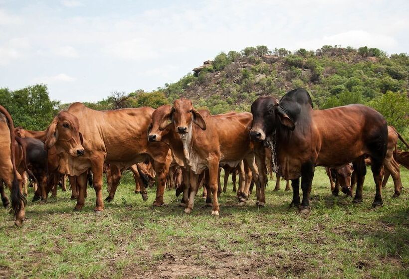 בית מלון כפרי B Sorah Luxury Tent & Venue