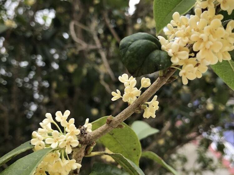 Отель Shin Sane Guest House