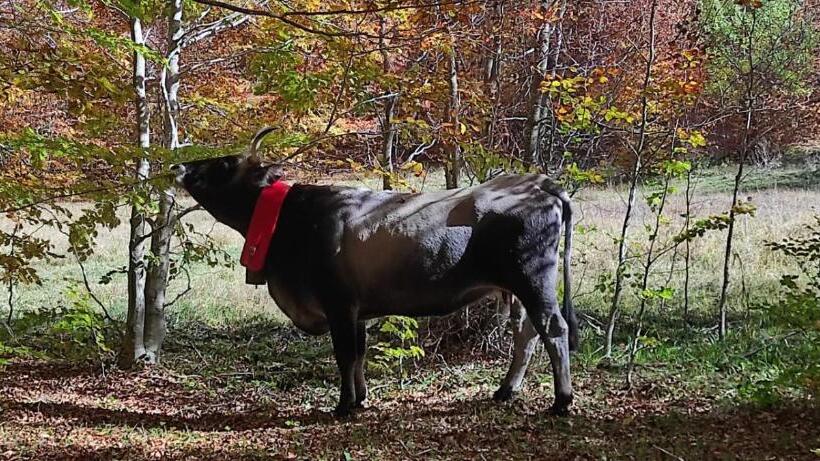 مبيت وإفطار Chalet Lago