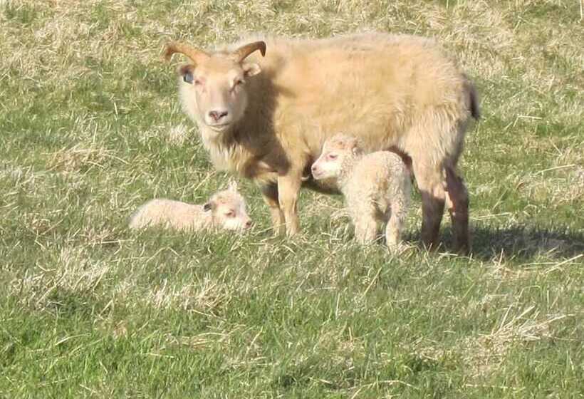 هتل Brekka í Lóní Farm Stay