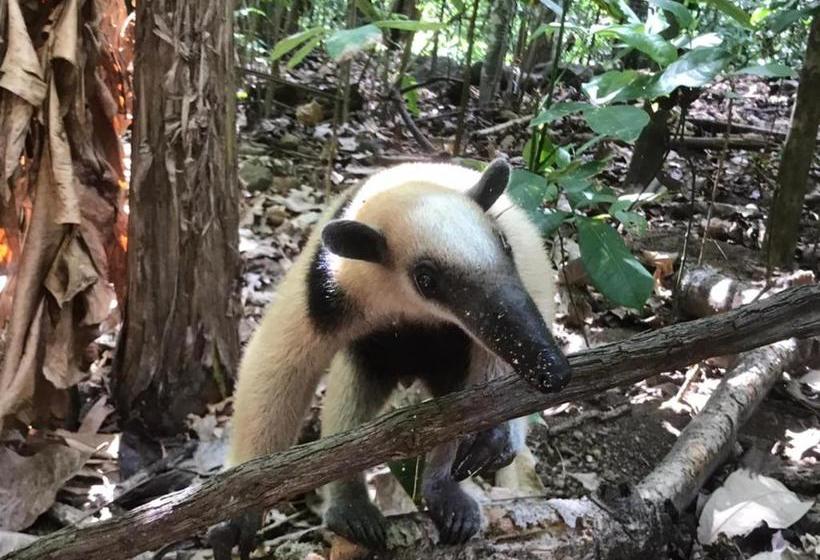 پانسیون Surá House Corcovado Habitación Big