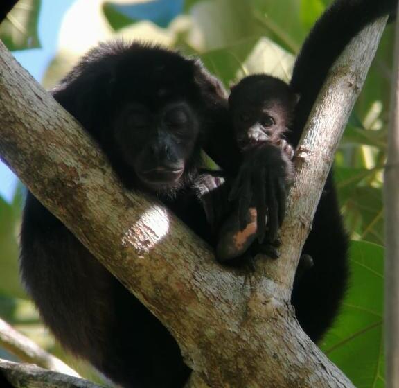 پانسیون Surá House Corcovado Habitación Big