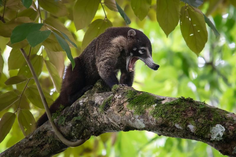 Отель Botanika Osa Peninsula, Curio Collection By Hilton
