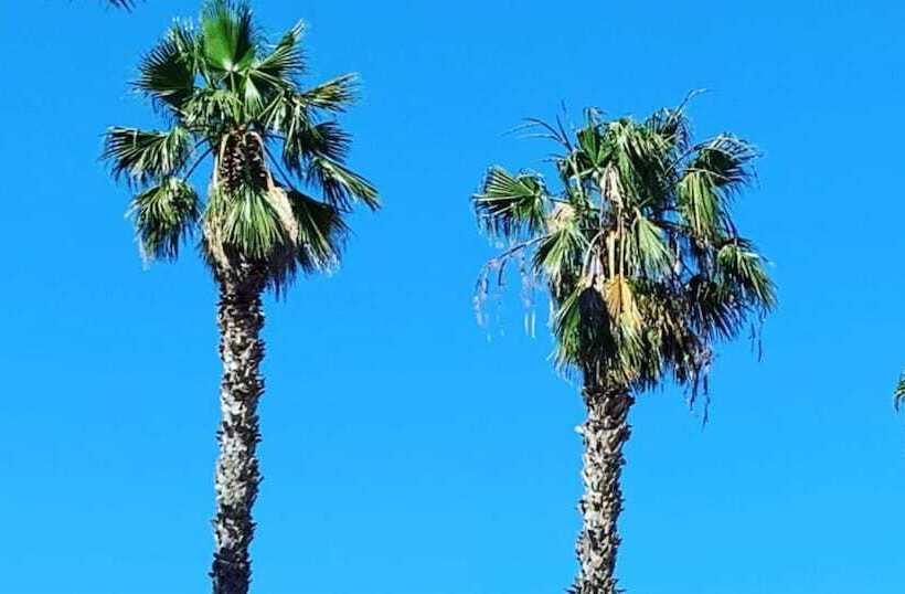 בית מלון כפרי Palm Beach Club Casteldaccia