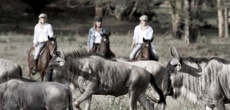 호텔 The Safari House