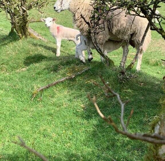 Mere Lodge Bed & Breakfast