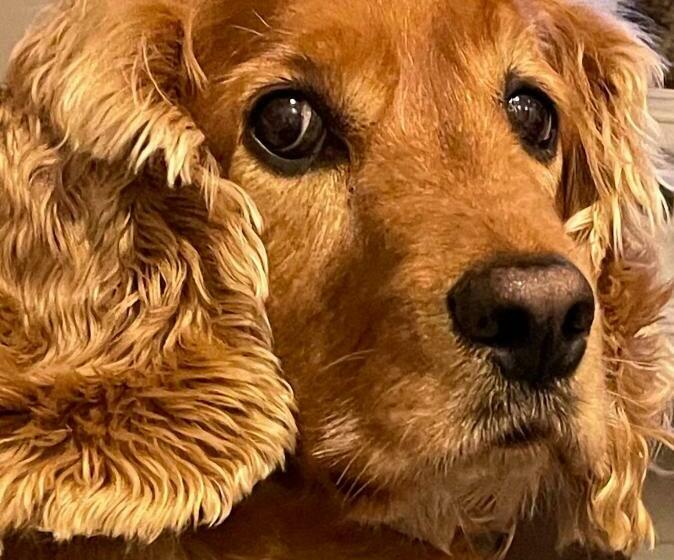 Mere Lodge Bed & Breakfast