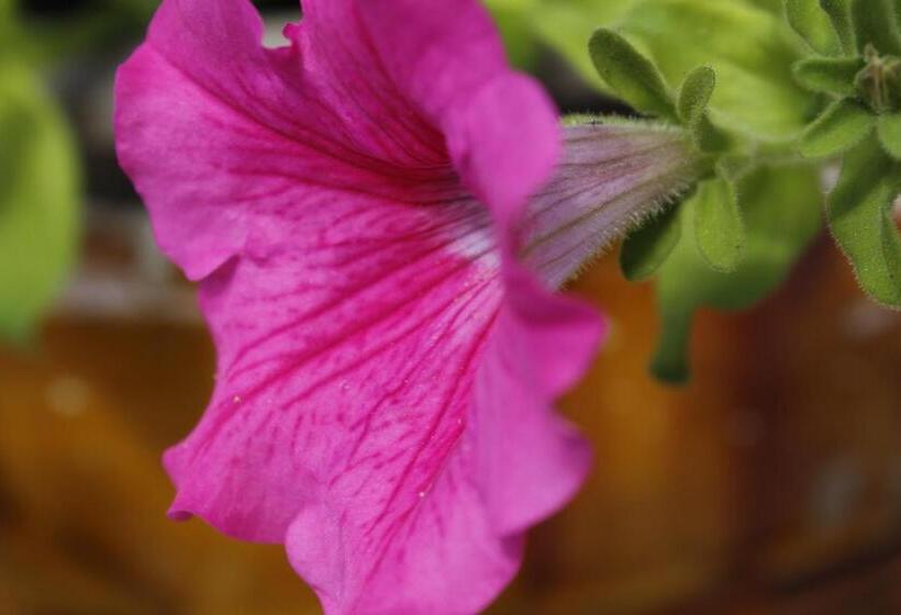 צימר La Buona Creanza By Jdvacanze