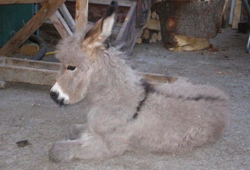 بنسيون Alpenhof Alt Lähn