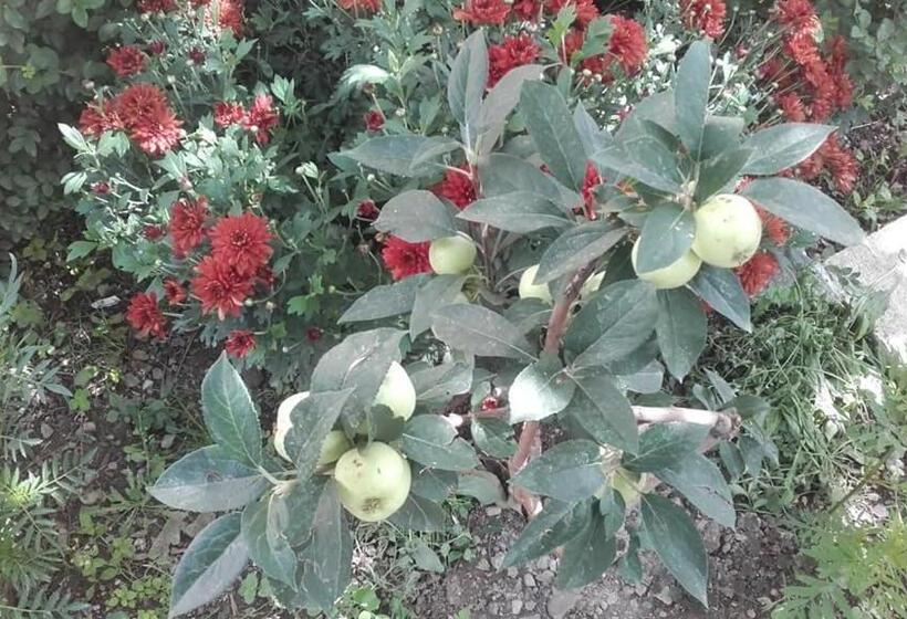 Пансион Kulla E Vjeter