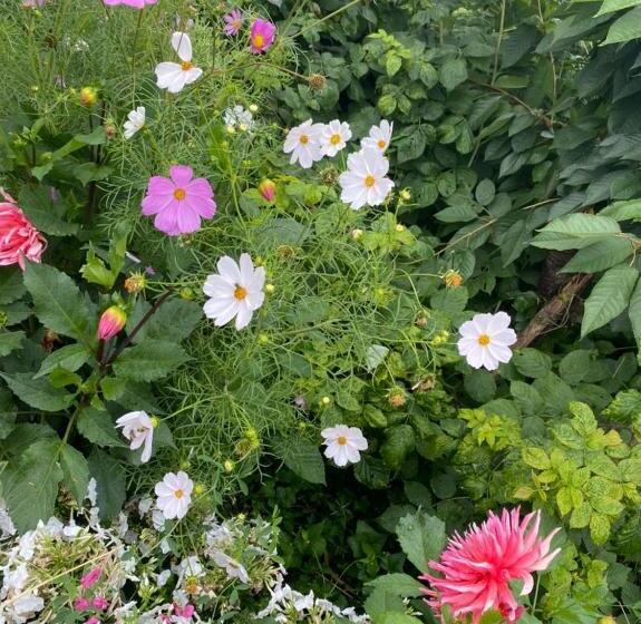 پانسیون Nurgul