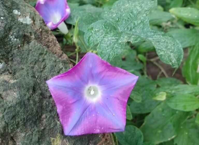 住宿加早餐 Nasu Lodge