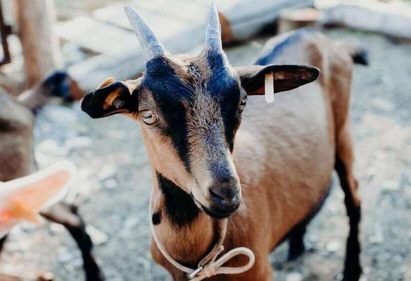 فندق Azienda Agricola Saint Hubert