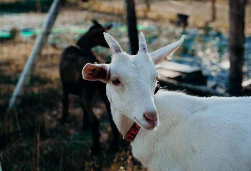 فندق Azienda Agricola Saint Hubert