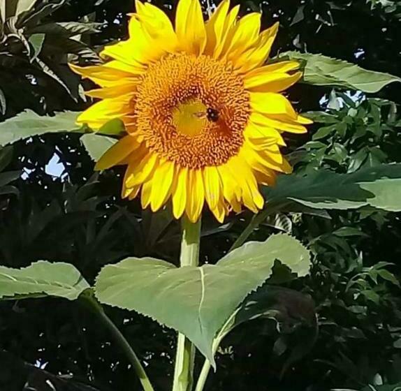 بنسيون Casa Del Arbol Hostel