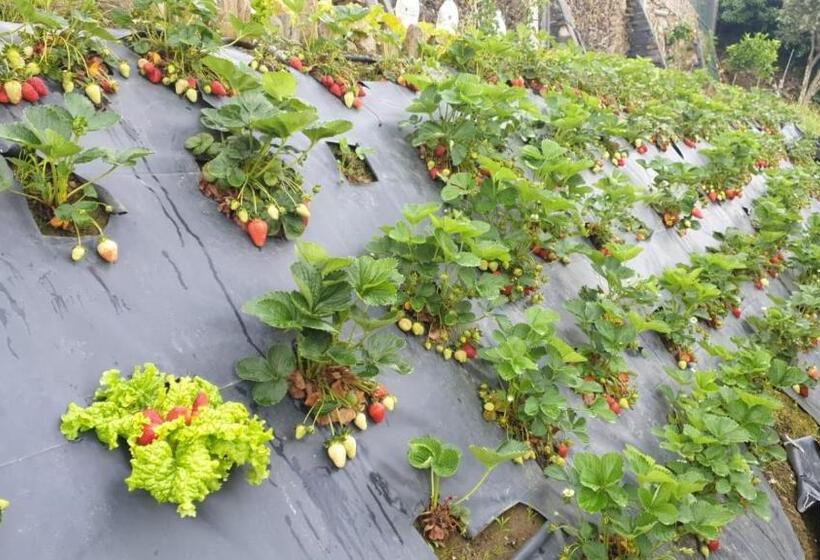 민박 Golden Mirror