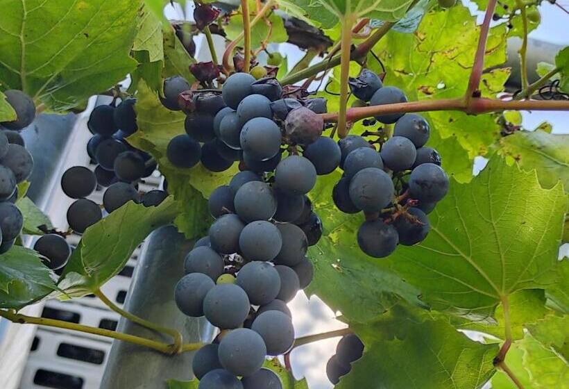 住宿加早餐  La Maison Bett & Bike