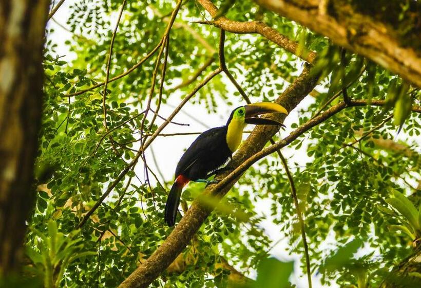 مبيت وإفطار Oasis Uvita