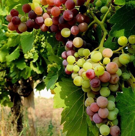 Отель Hôtel Villa Walbaum