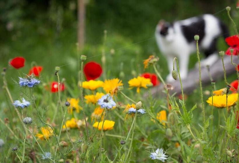 Отель Agriturismo Monte Degli Aromi