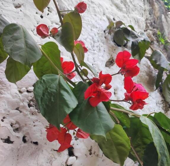 ホテル Albergo Augusta B&b