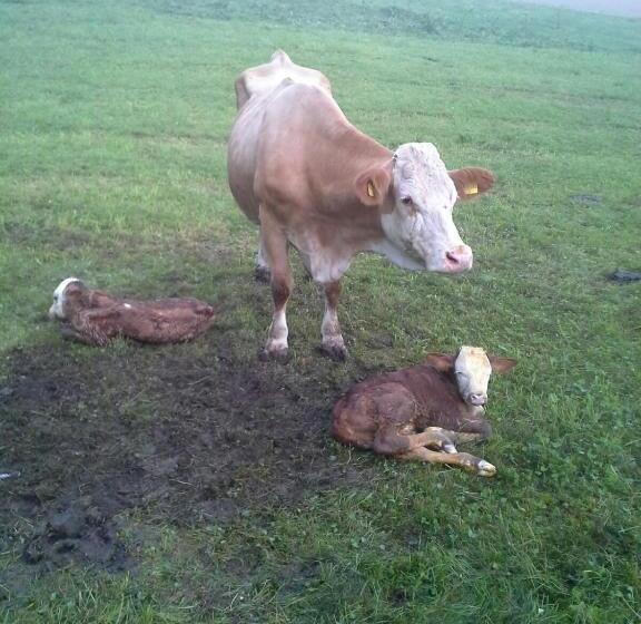 호텔 öderbauer Hof