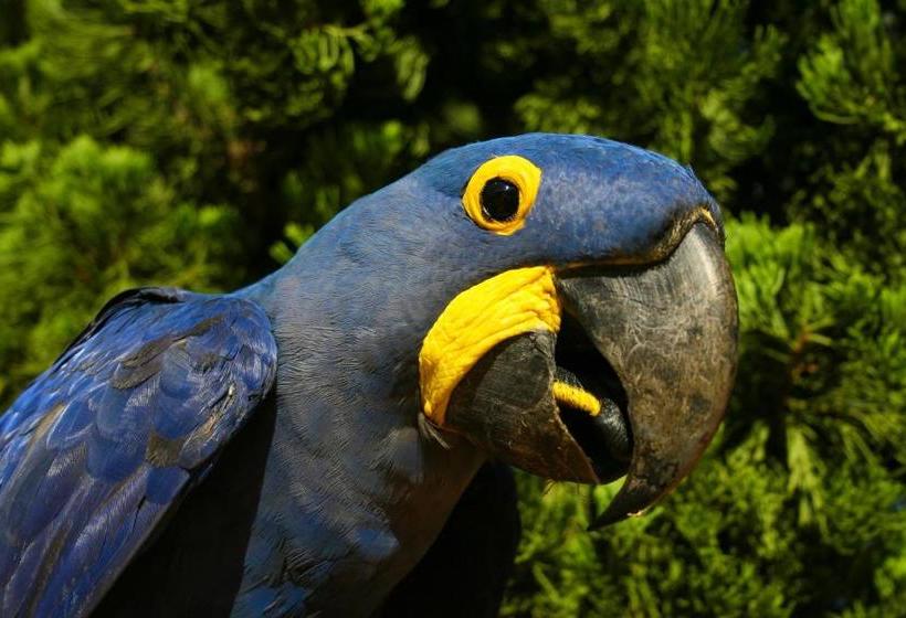 Отель Promenade Bonito All Suites